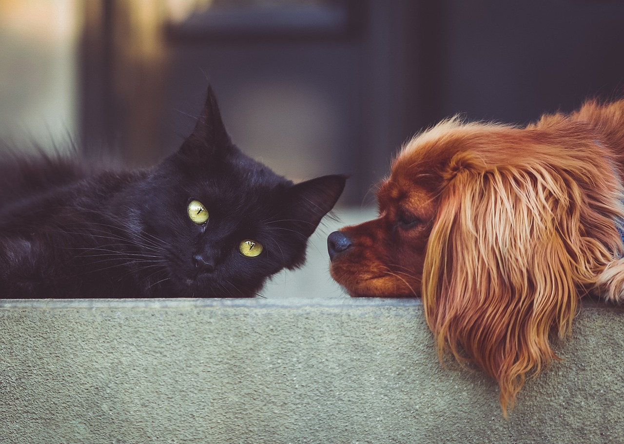 Signs of Hypothyroidism in Pets and What to Do